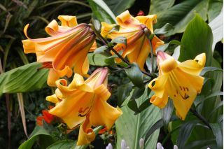 Liljesläktet - African Queen - Lilium