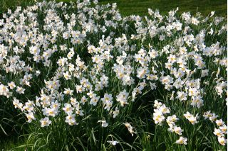 수선화 Actaea - 수선화 Actaea - 5 알뿌리 - Narcissus