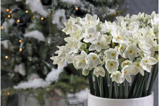 Narsissit - Paperwhites Ziva - paketti 5 kpl - Narcissus