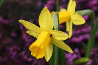 Narcis - Tete-a-Tete - pakke med 5 stk - Narcissus