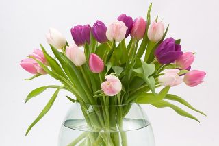 Tulipa Pink Impression - Ροζ Τουλίπες Εντύπωση - 5 βολβοί