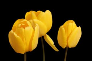 Tulipa galben - Tulip galben - 5 bulbi - Tulipa Yellow