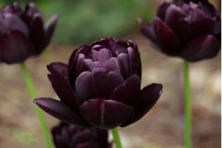 Tulipa Black Hero - Tulip Black Hero - 5 bebawang