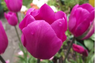Tulipa Don Quichotte - paquete de 5 piezas