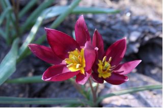 Tulipa东部之星 - 郁金香东部星 -  5个洋葱 - Tulipa Eastern Star