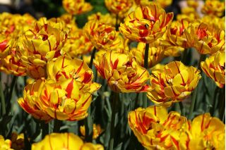 Tulipe Golden Nizza - paquet de 5 pièces - Tulipa Golden Nizza