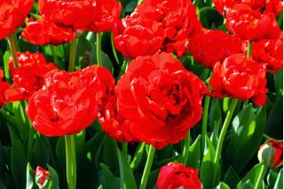 Tulipa Miranda - Tulip Miranda - 5 květinové cibule
