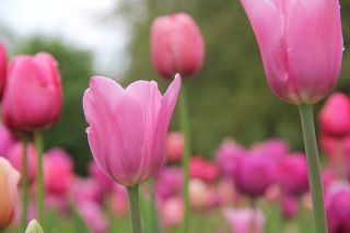 Tulipa Pink Impression - Tulip Pink Pink dojem - 5 cibuľky