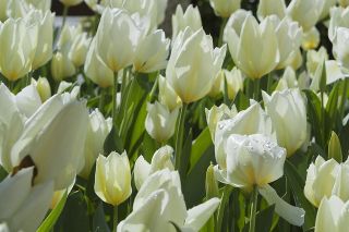 Tulipa White Purissima - Tulpe White Purissima - 5 Zwiebeln