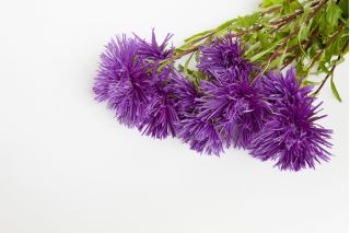 Nadel-Blütenblatt-Aster - violett
