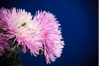 الوردي إبرة الصين البتلة أستر ، أستر السنوي - 500 البذور - Callistephus chinensis  - ابذرة