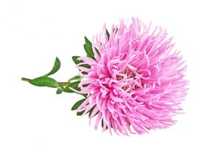 الوردي إبرة الصين البتلة أستر ، أستر السنوي - 500 البذور - Callistephus chinensis  - ابذرة