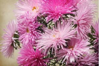 Ροζ αστέρι πέταλο ασήμι, Aster ετήσια - 500 σπόροι - Callistephus chinensis 