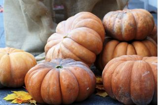 Musk squash "Muscade de Provence" - with very aromatic fruit flesh - 18 seeds