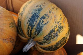 Хъс-скуош "Juno" - 21 семена - Cucurbita pepo