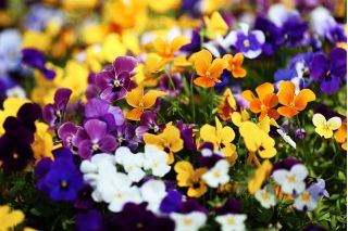 Sarvedega pisikesi - sordi segu - 270 seemnet - Viola cornuta - seemned