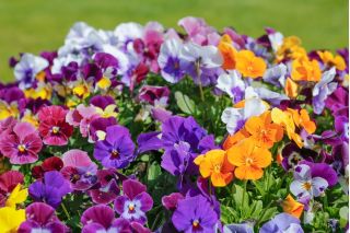 Pensamiento de cuernos - variedad mix - 270 semillas - Viola cornuta