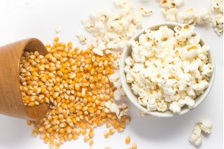 Corn "Flame" - för popcorn - 100 frön - Zea mays ssp. Everta
