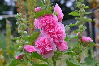 Paprastas medžioklė - rožinė veislė - 50 sėklų - Alcea rosea - sėklos
