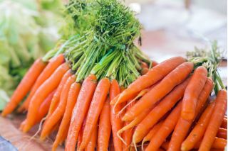 Carrot "Karlena" - late variety - 4250 seeds