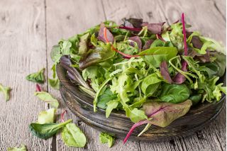 Baby Leaf - pikantās salātu maisījums -  - sēklas