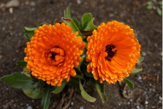 냄비 메리 골드, Ruddles, 일반 marigold, 스카치 marigold "인도 프린스"- 240 종자 - Calendula officinalis - 씨앗