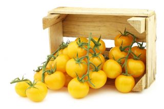 Tomato "Ola Polka" - pelbagai bidang - 5000 biji - Lycopersicon esculentum  - benih