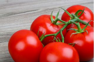 Tomat "Promyk" - soi de câmp - 225 semințe - Lycopersicon esculentum 