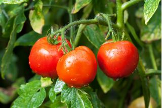 Tomat – "Ray" - 225 frø - Lycopersicon esculentum