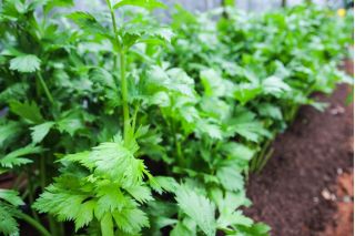 Listna zelena "Zeleno rezanje" - idealno za sušenje - 520 semen - Apium graveolens - semena