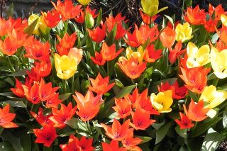Tulpės botanical mix - pakuotėje yra 5 vnt - Tulipa botanical 