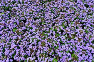 Flossflower, bluemink, blueweed, picior păsărică, pensula mexicană - varietate albastră - 3750 de semințe - Ageratum houstonianum