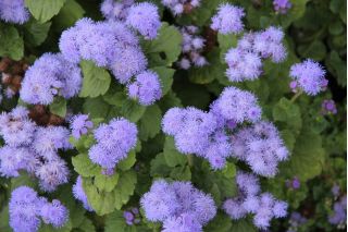 Flossflower, bluemink, blueweed, mucka, mehiška čopič - modra sorta - 3750 semen - Ageratum houstonianum - semena