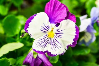 Bahçe hercai menekşe "Kediler" - 10 tohum - Viola wittrockiana - tohumlar