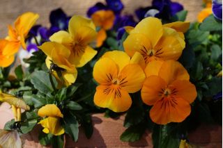 Vrtne brnjice "Mačke" - 10 semen - Viola wittrockiana - semena