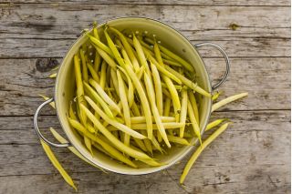 French bean "Elektra" - yellow, dwarf variety