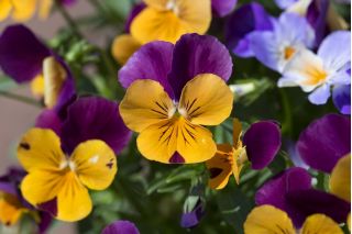 Pansy sừng "Cam tím"; sừng tím - 20 hạt - Viola cornuta