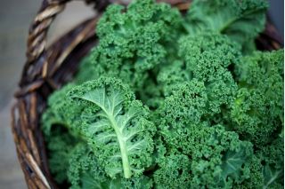 Kale "Rossignol" - 135 بذرة - Brassica oleracea L. var. sabellica L. - ابذرة