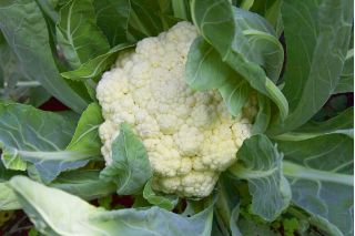 Cauliflower "Bora" - 270 seeds