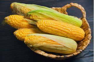 Кукурудза "Золотий Бантам"; Цукор кукурудзяний, кукурудзяний - 100 насінин - Zea mays convar. saccharata var. Rugosa - насіння