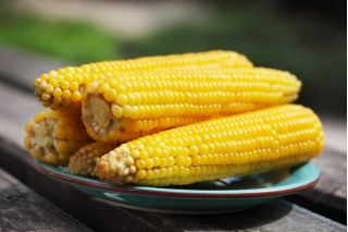 Tatlı mısır "Altın Ufak tefek"; Şekerli mısır, Kutuplu mısır - 100 tohum - Zea mays convar. saccharata var. Rugosa - tohumlar
