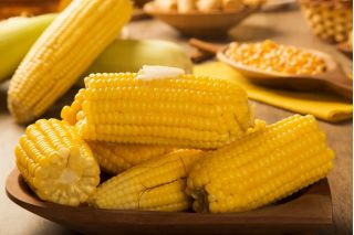 Tatlı mısır "Altın Ufak tefek"; Şekerli mısır, Kutuplu mısır - 100 tohum - Zea mays convar. saccharata var. Rugosa - tohumlar