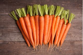 Carrot "Aron F1" - early variety - 4250 seeds