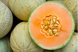 Melon - Bosman - Cucumis melo L. - frø