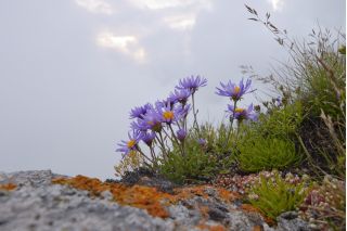 Seleksi bunga - Mekar Tatra Polandia -  - biji