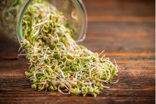 Sprouting seeds - fennel