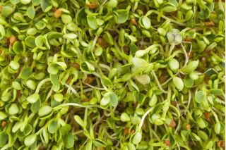 Βλαστήστε τους σπόρους - ραπανάκι - 100 g - 8500 σπόρους - Raphanus sativus  - σπόροι