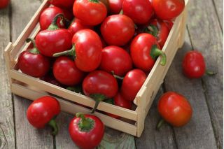 Lada "Ontara" - varietas tomat - Capsicum L. - biji