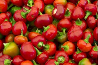 فلفل "Ontara" - انواع گوجه فرنگی - Capsicum L. - دانه