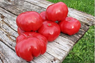 Tomat - Warsaw Raspberry - 175 frø - Lycopersicon esculentum Mill 